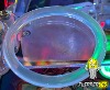 Elastique Silicone Pinball Life - 2" ID