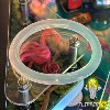 Elastique Silicone Pinball life - 1"3/4 ID